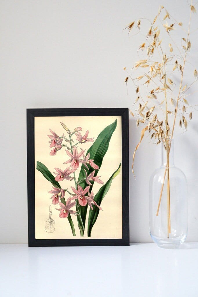 Digital Download Pink Orchid wall art Botanical Printable