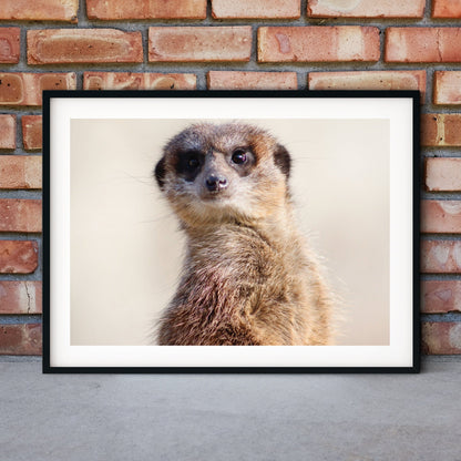 Framed Minimalist Meerkat Print, Meerkat wall Art for kids room, Modern Meerkat art print, personalised nursery animal photography print Photography Prints