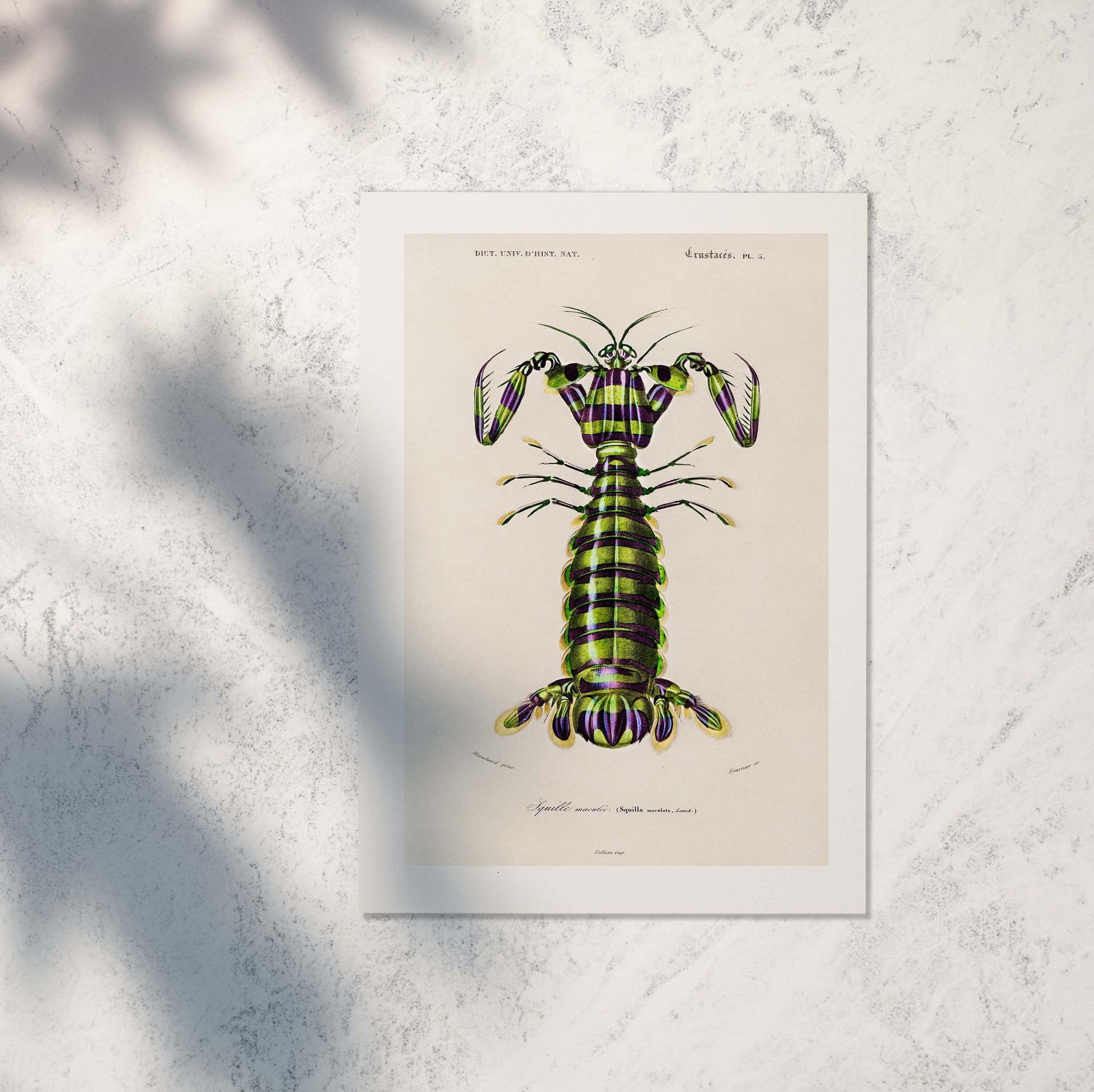 Framed Giant Mantis Shrimp Print, Vintage Scientific Kitchen Art Vintage Animal Prints