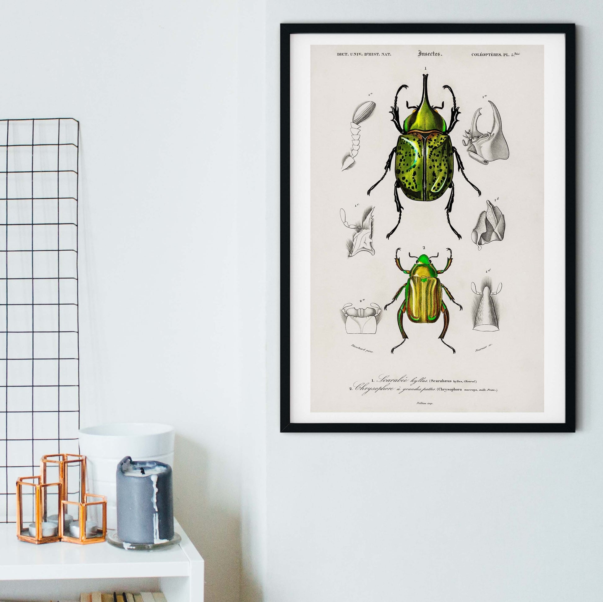 Framed Scientific Beetle Print, Vintage Illustration Beetle Art Poster Vintage Animal Prints
