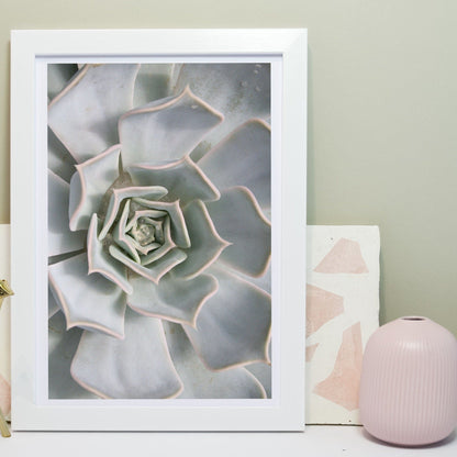 Succluent photography cactus print, succulent framed botanical art