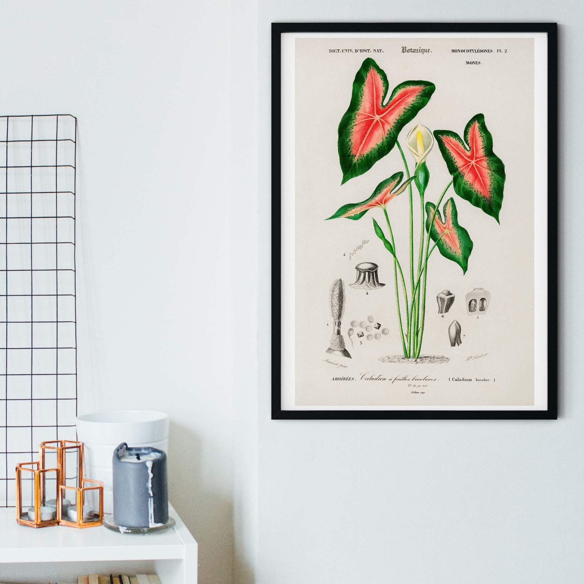 elephant ear plant painting Framed Vintage Plant, 'Elephant Ear' Scientific Print – LelloLiving