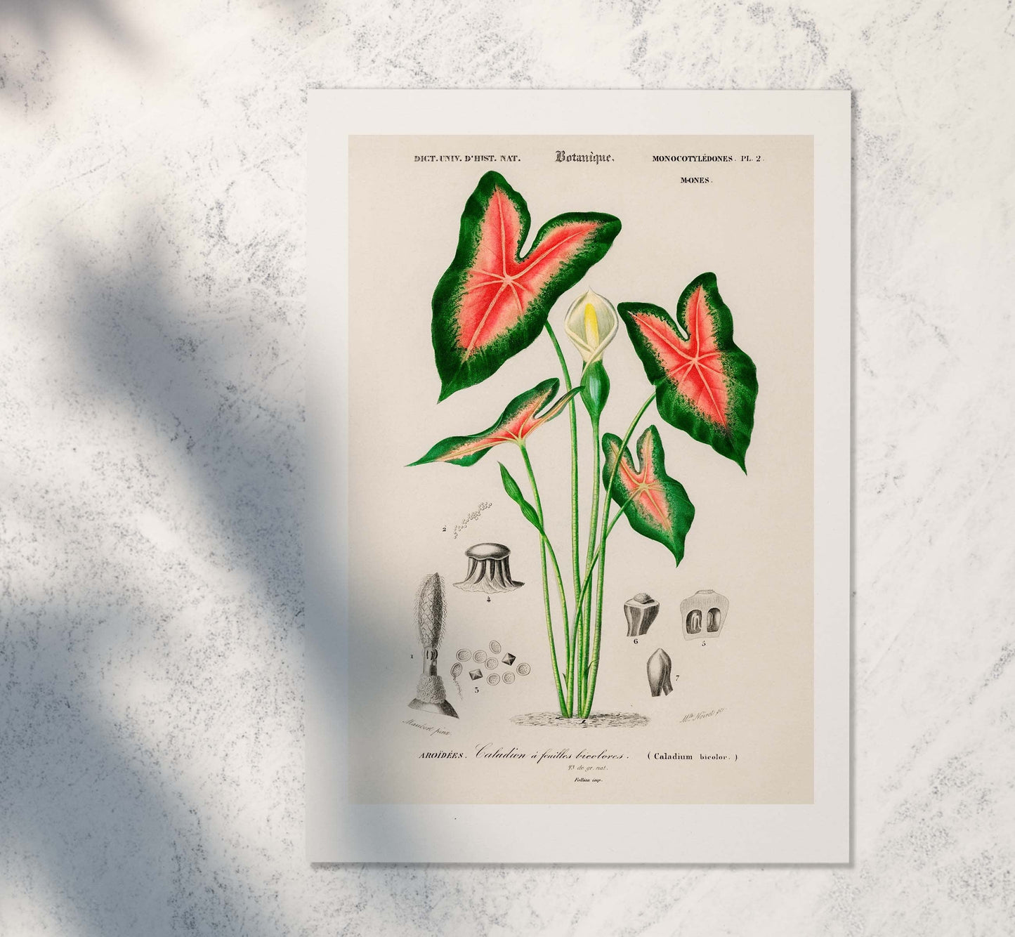 Framed Vintage Plant, 'Elephant Ear' Scientific Print