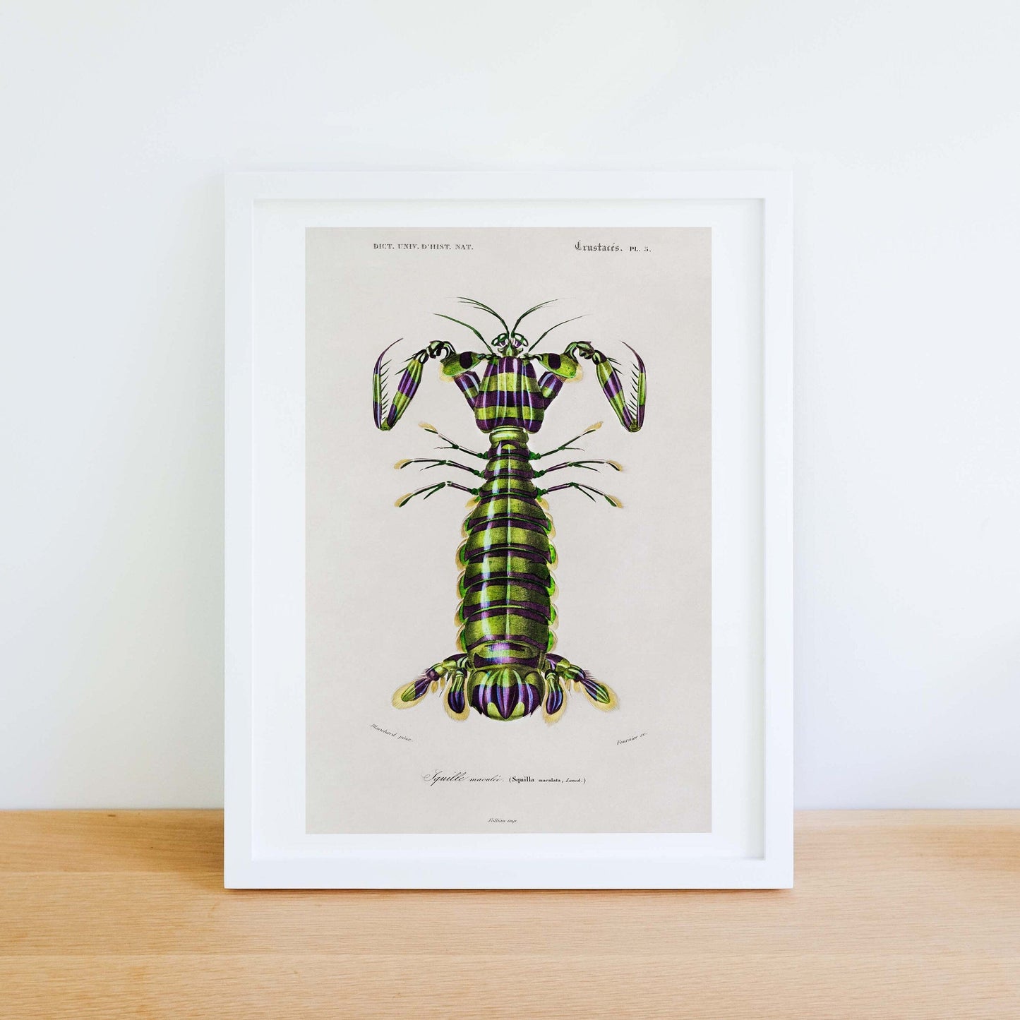 Framed Giant Mantis Shrimp Print, Vintage Scientific Kitchen Art Vintage Animal Prints