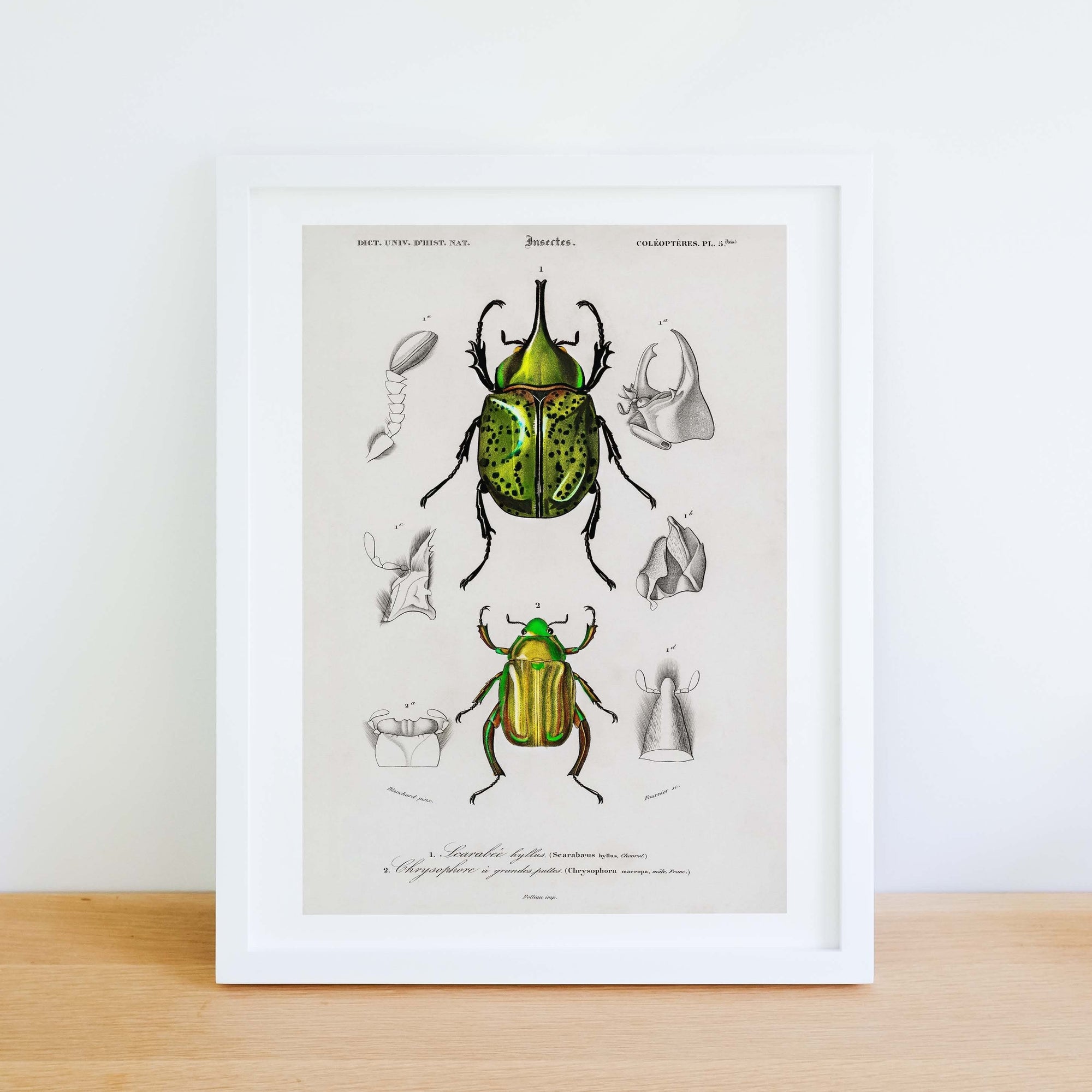 Framed Scientific Beetle Print, Vintage Illustration Beetle Art Poster Vintage Animal Prints