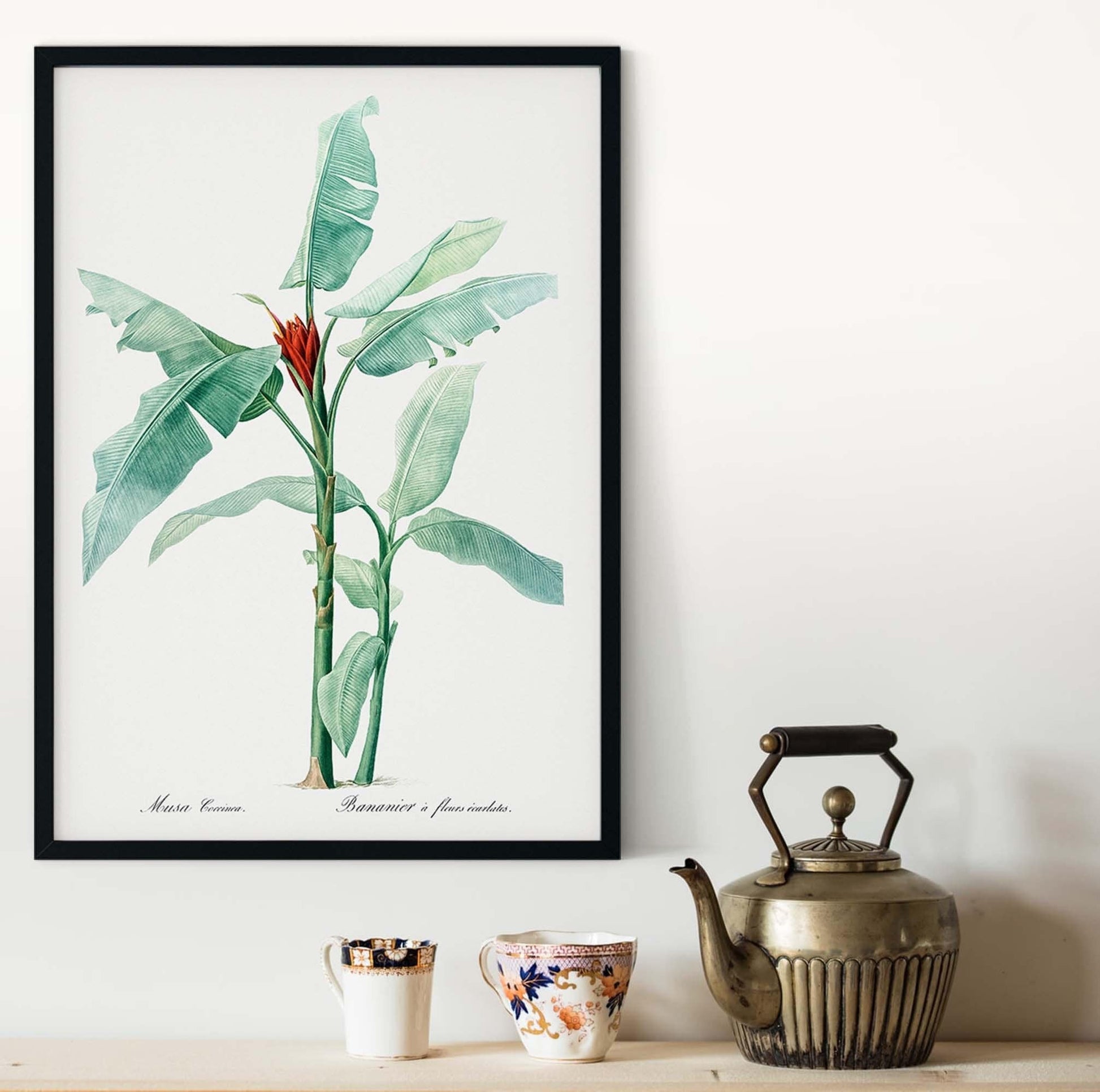 Scarlet Banana botanical Illustration Print, scientific drawing, nature illustration print