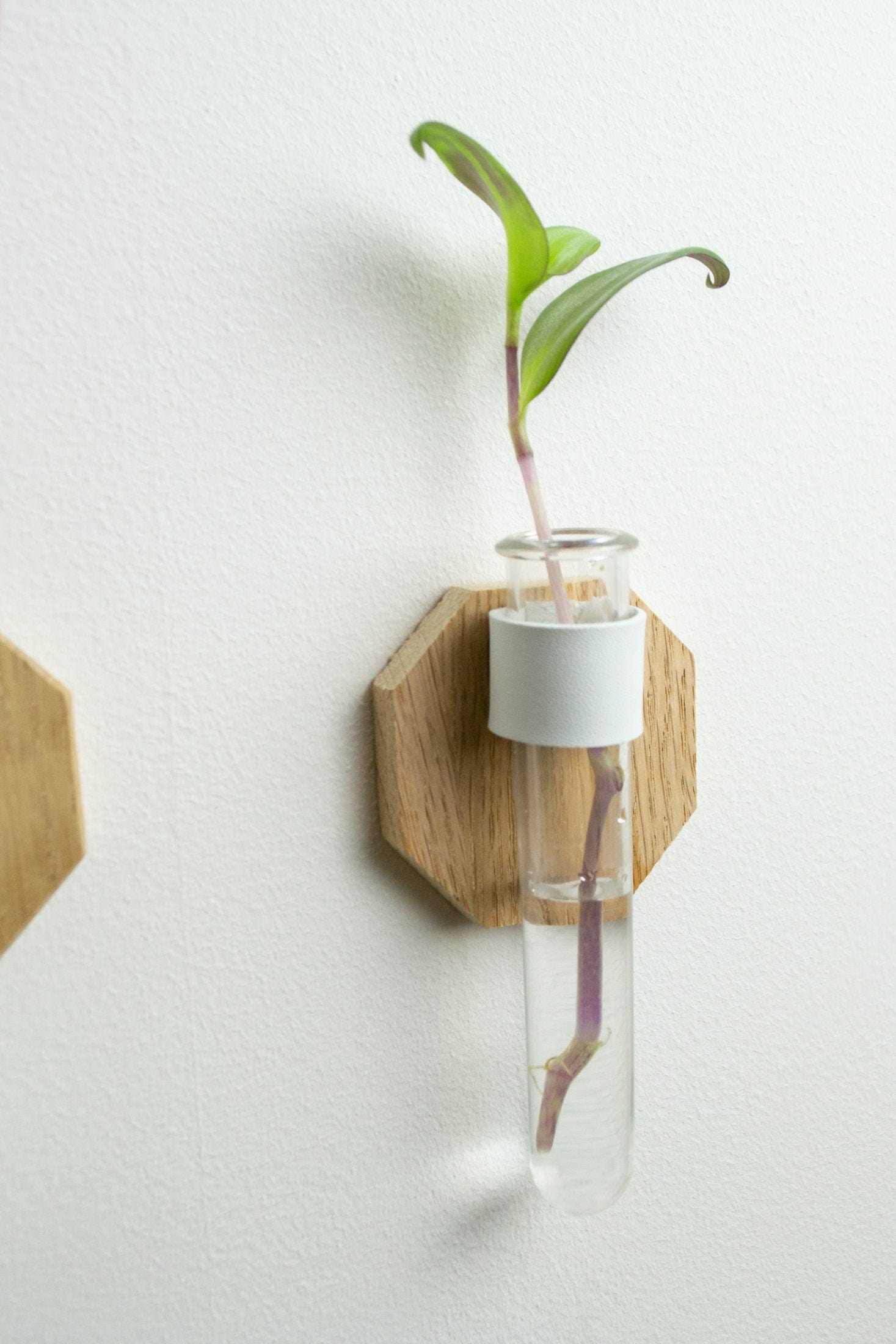 Modern Test Tube Propagation Planter, To DIY or To Buy!!