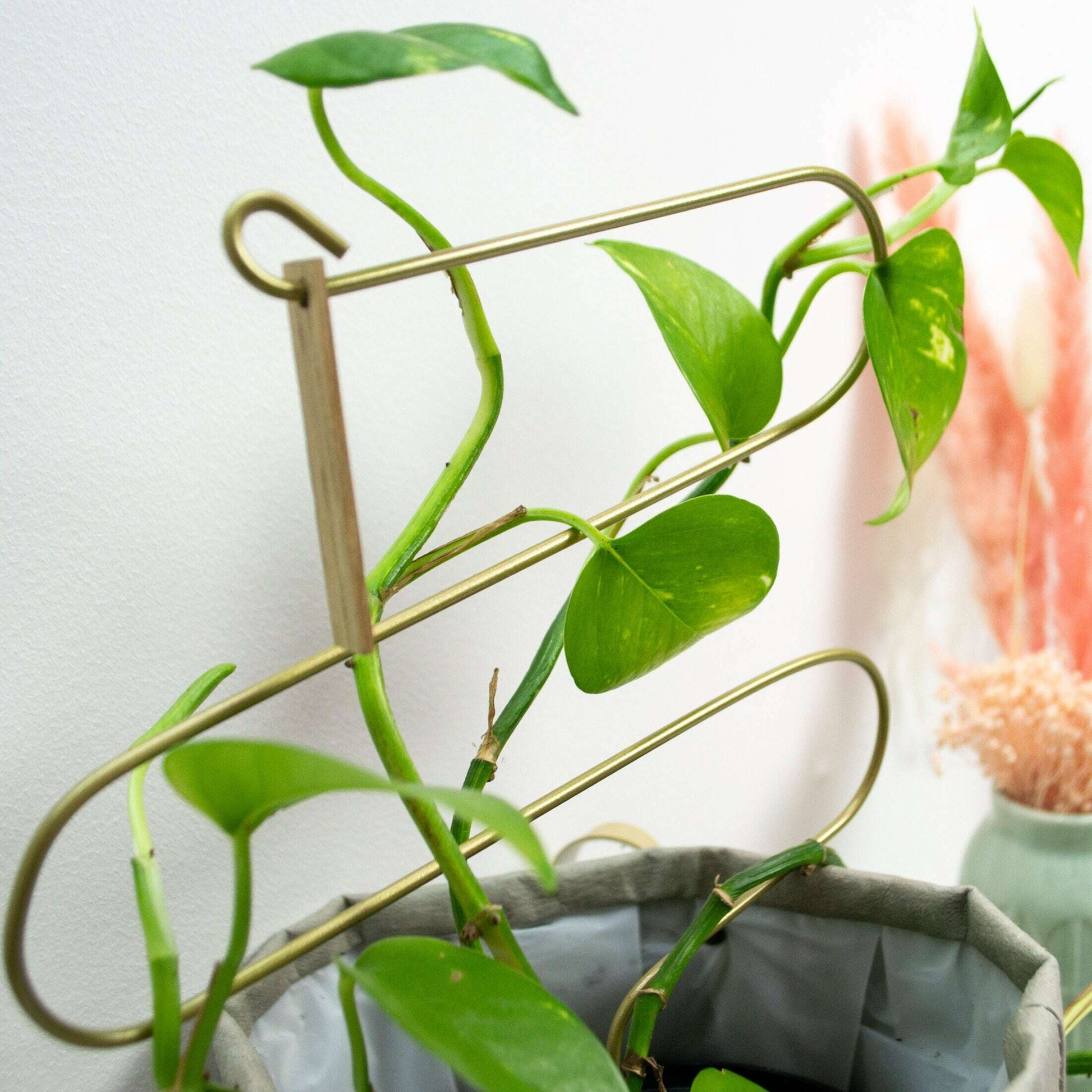 Curved Plant support indoor plant stake, plant accessory