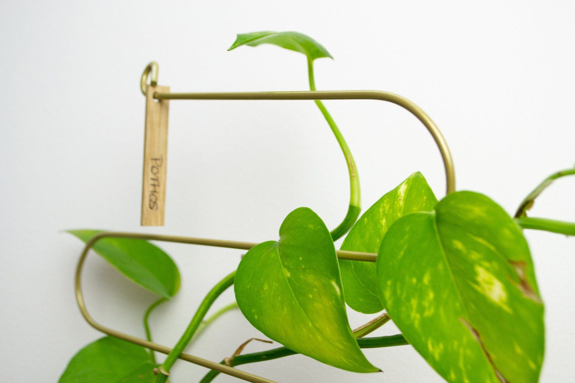 grow your own house plant Grow Your Own: House Plant Cuttings Kit for Green Thumbs – LelloLiving