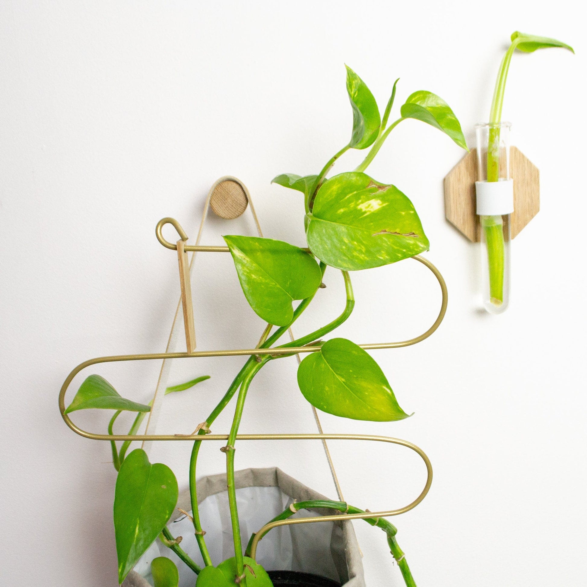 grow your own indoor plant kit Grow Your Own: House Plant Cuttings Kit for Green Thumbs – LelloLiving