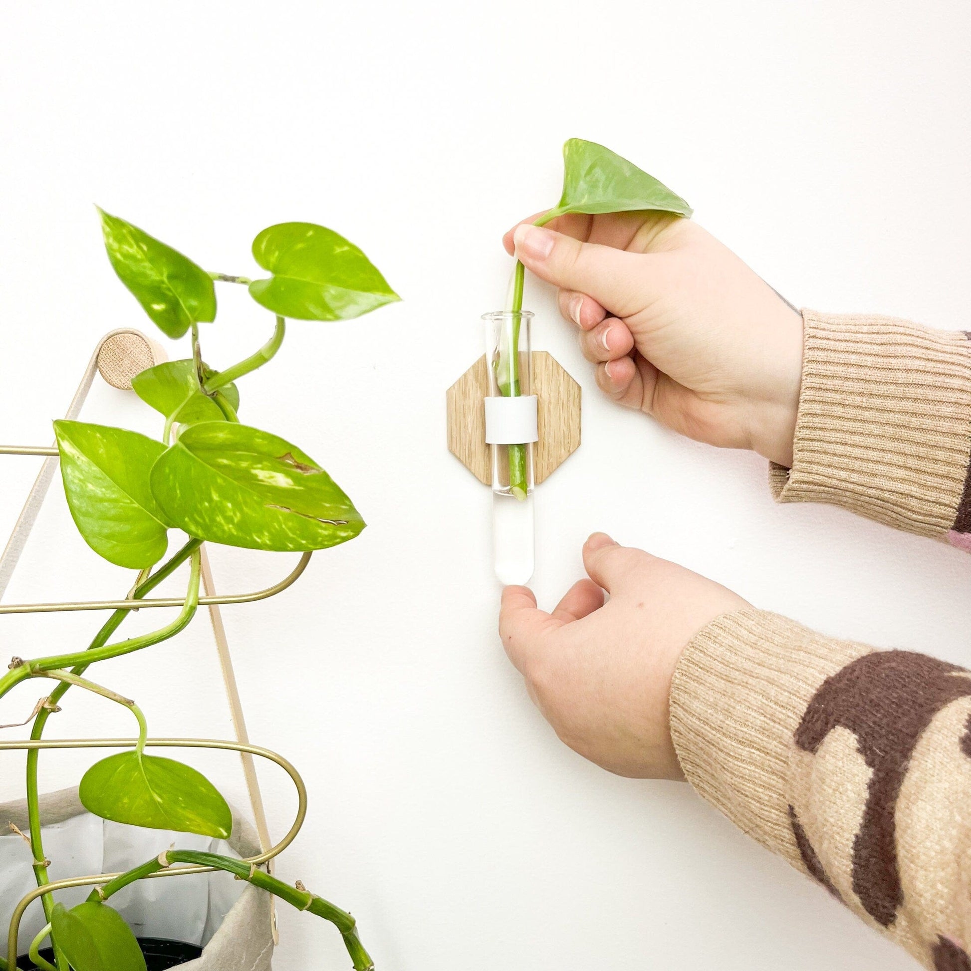 house plant clippings Grow Your Own: House Plant Cuttings Kit for Green Thumbs – LelloLiving