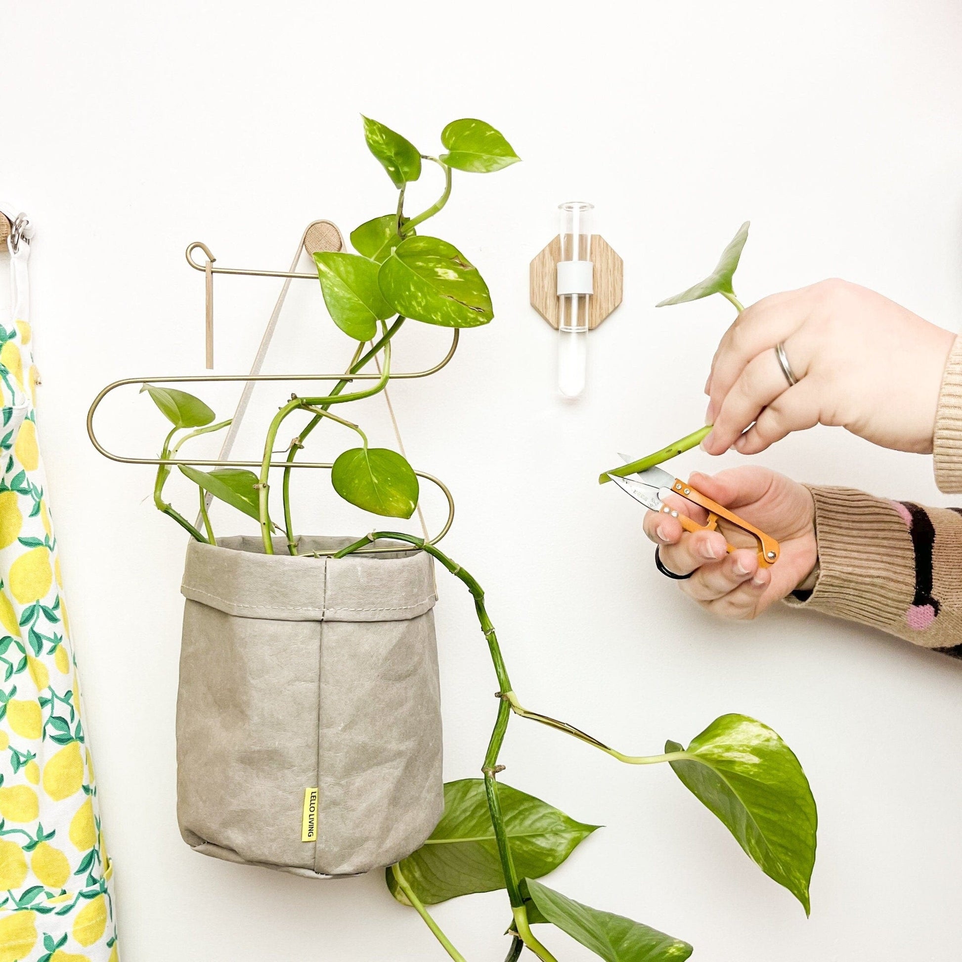 grow your own house plants Grow Your Own: House Plant Cuttings Kit for Green Thumbs – LelloLiving