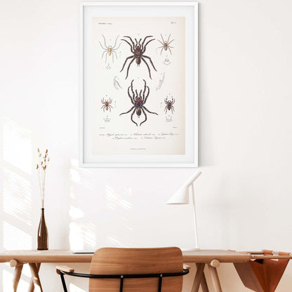 Framed Vintage Spider Print, Natural history scientific biology Spider Poster, Insect Wall Art Print, insect print A5 A4, A3, A2 Vintage Animal Prints