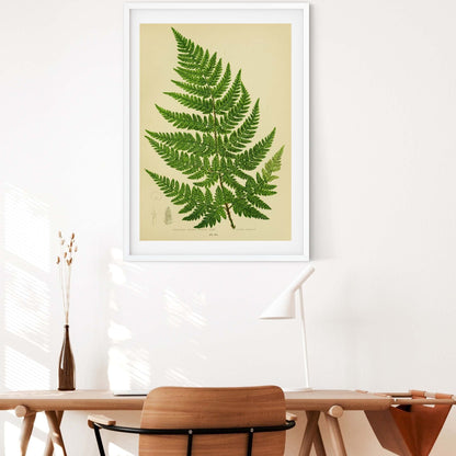 Framed antique botanical fern print, green fern vintage botanical art 1 of 6 botanical print