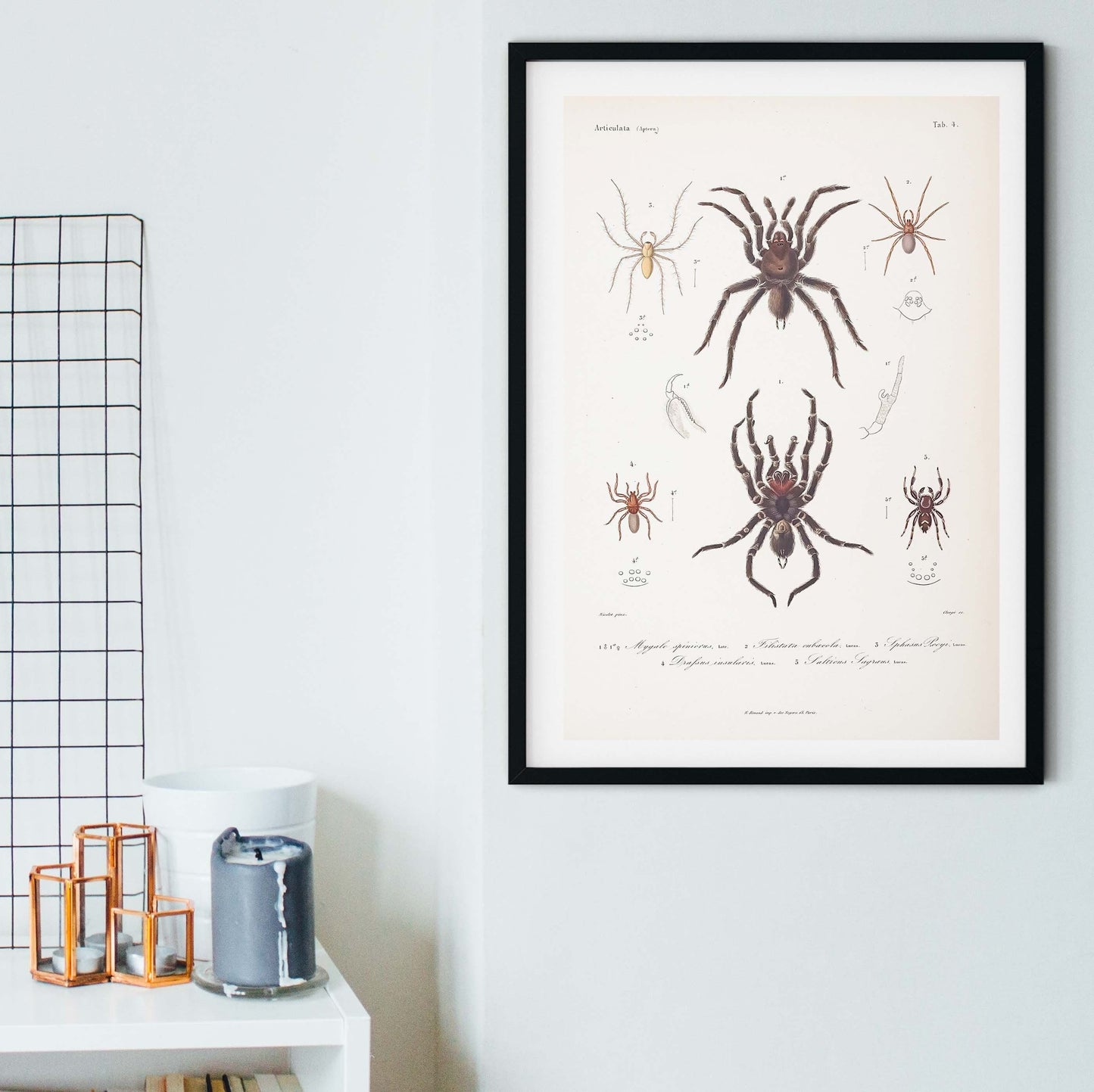 Framed Vintage Spider Print, Natural history scientific biology Spider Poster, Insect Wall Art Print, insect print A5 A4, A3, A2 Vintage Animal Prints