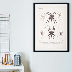 Spider vintage natural history scientific print
