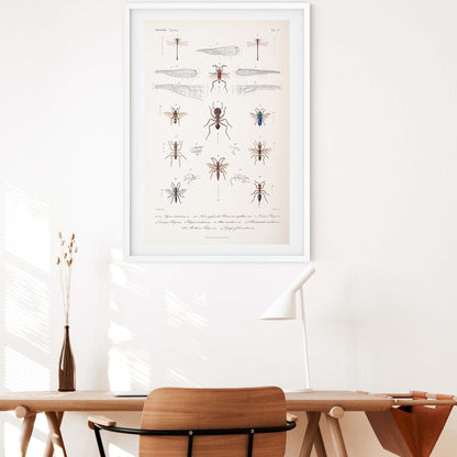 Framed Vintage insect Print, Natural history scientific biology ant Poster, ant Wall Art Print, insect wall art print