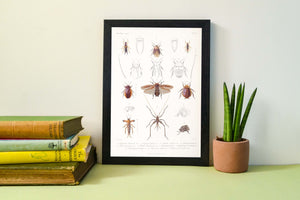 Insect print scientific vintage illustration print Vintage Animal Prints