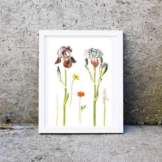 Iris Flowerscientific Illustration Print botanical prints