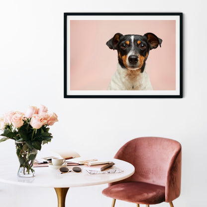 Jack Russell photography print Photography Prints