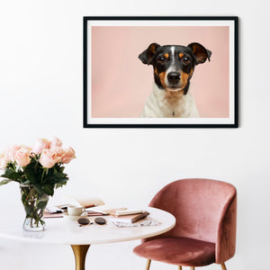 Jack Russell photography print