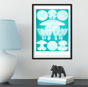 Jellyfish scientific natural history print vintage prints