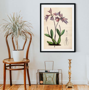 Purple Orchid flower art, plant prints Framed Botanical Prints botanical print