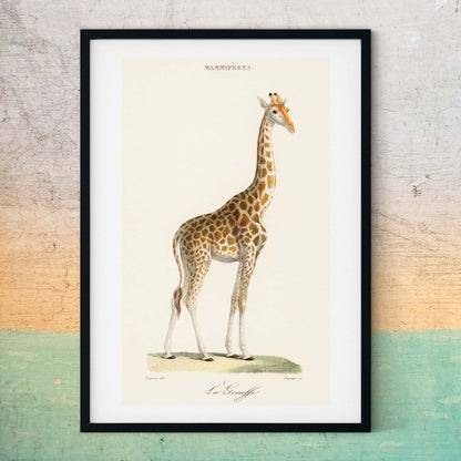 Framed Giraffe Print, Vintage giraffe artwork poster Vintage Animal Prints