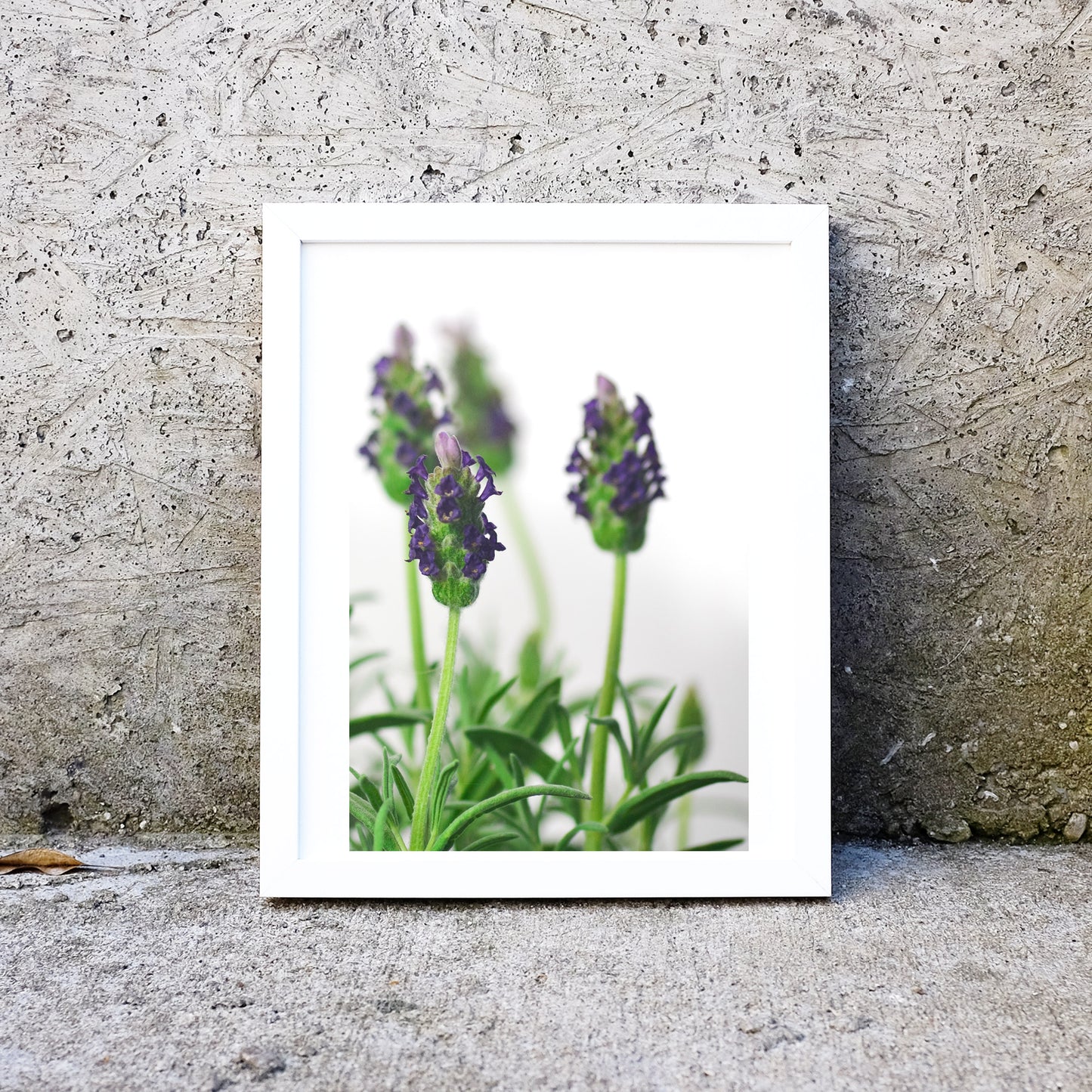 Lavender minimalist macro photography print Photography Prints