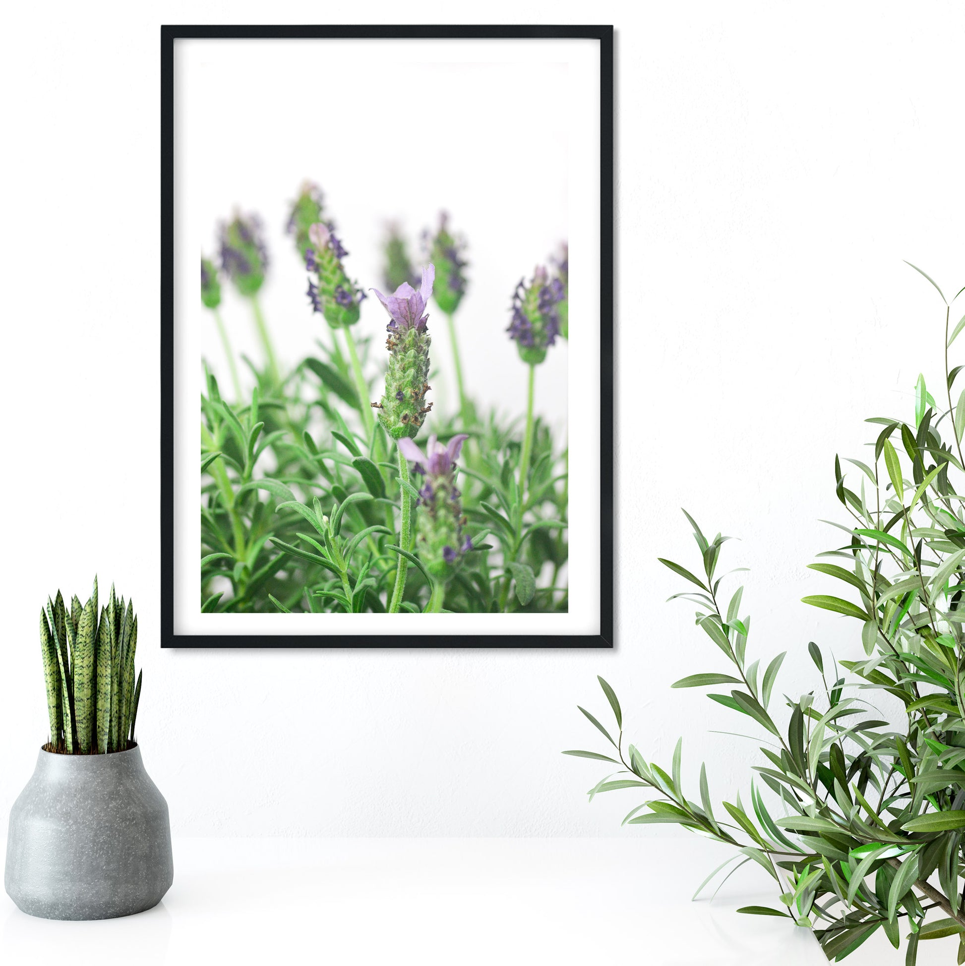 Lavender minimalist macro photography print 1 Photography Prints