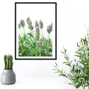 Lavender minimalist macro photography print 1