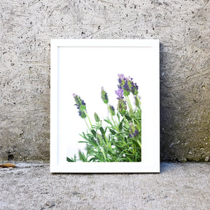 Lavender minimalist macro photography print 2 Photography Prints