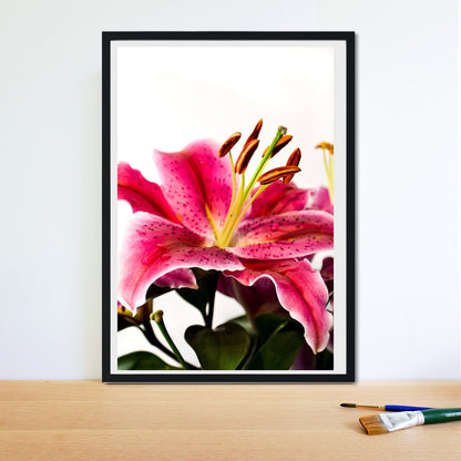 Pink lilly macro Flower Botanical Print Photography Prints