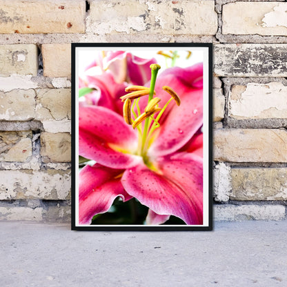 Pink minimalist flower photography print Photography Prints