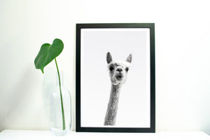 Llama Photography print