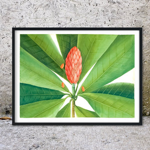 Tropical Leaf Botanical Illustration Print