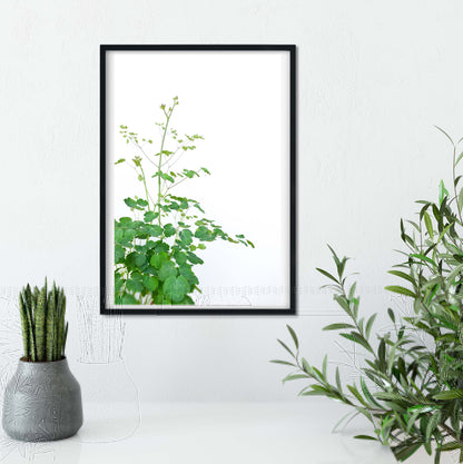 Meadow rue minimalist green leaf photography print Photography Prints