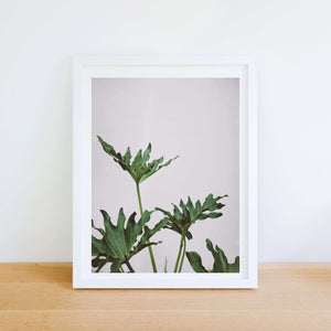Tropical plant leaf minimalist photography print Photography Prints