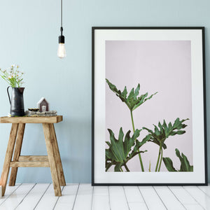 Tropical plant leaf minimalist photography print Photography Prints