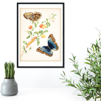 Morpho butterfly antique illustration print botanical print