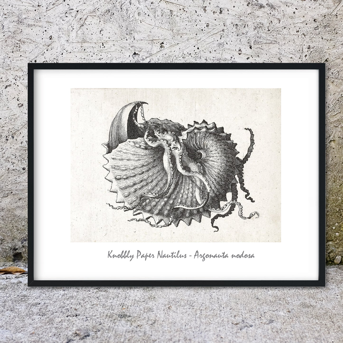 Knobbly Nautilus seashell illustration shell print shell prints
