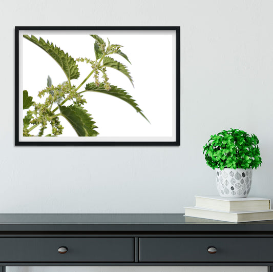 Nettle macro leaf minimalist photography print photography print