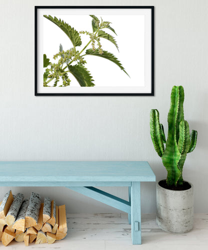 Nettle macro leaf minimalist photography print photography print