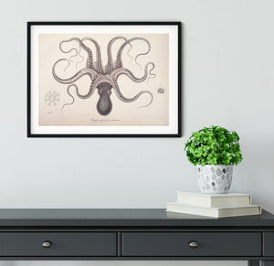 Framed octopus print, octopus anatomy