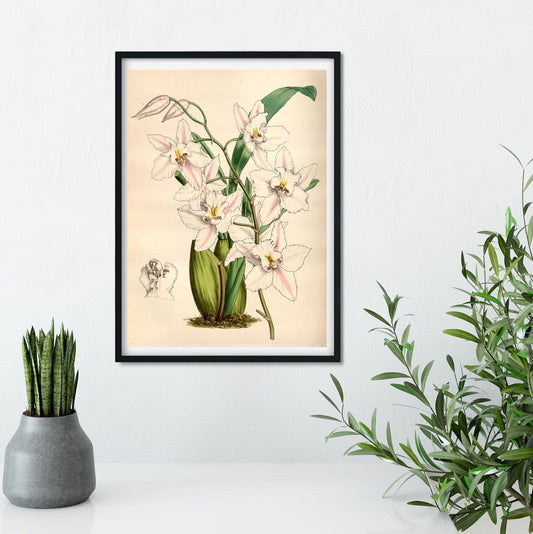 White Flower poster, vintage Flower Art Framed Botanical Prints botanical print