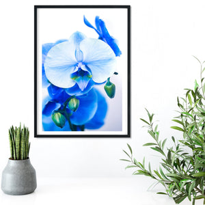 Blue Flower print Orchid Macro Photography Print