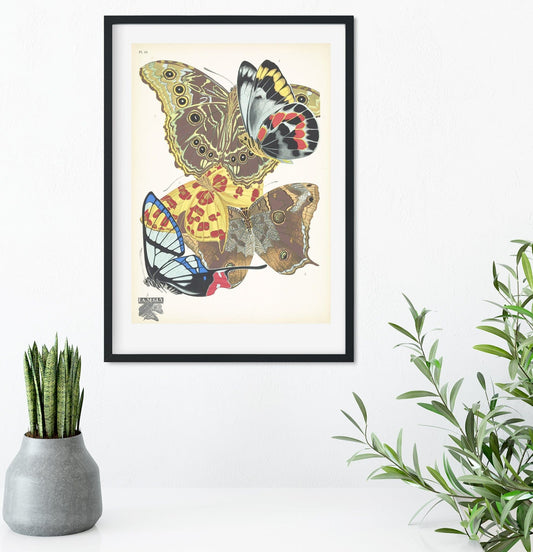 Natural history butterflies print 11 of 16 Vintage Animal Prints