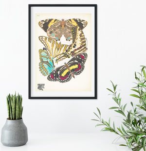 Natural history butterflies print 15 of 16