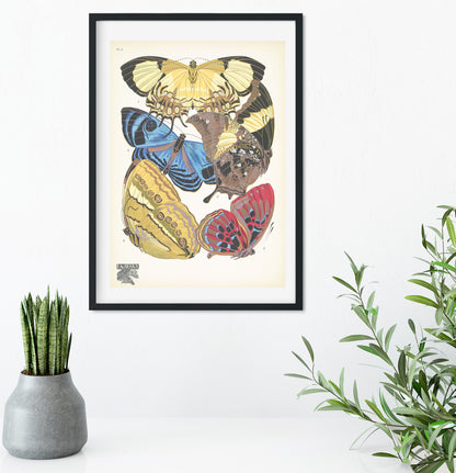 Natural history scientific butterflies print 2 of 16 Vintage Animal Prints