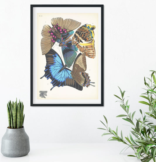 Natural history butterflies print 3 of 16 Vintage Animal Prints